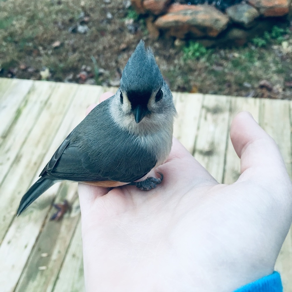 Meet your Posher, Abby